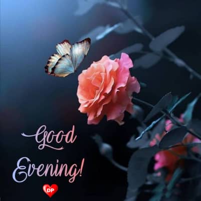 good evening rose images